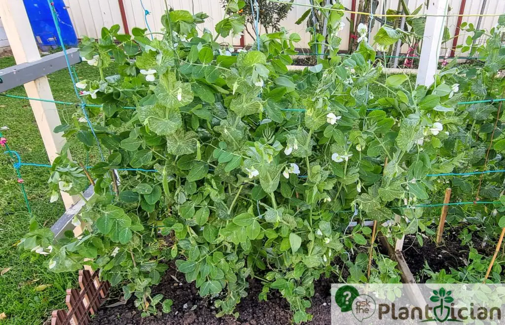 Snow Pea Plant