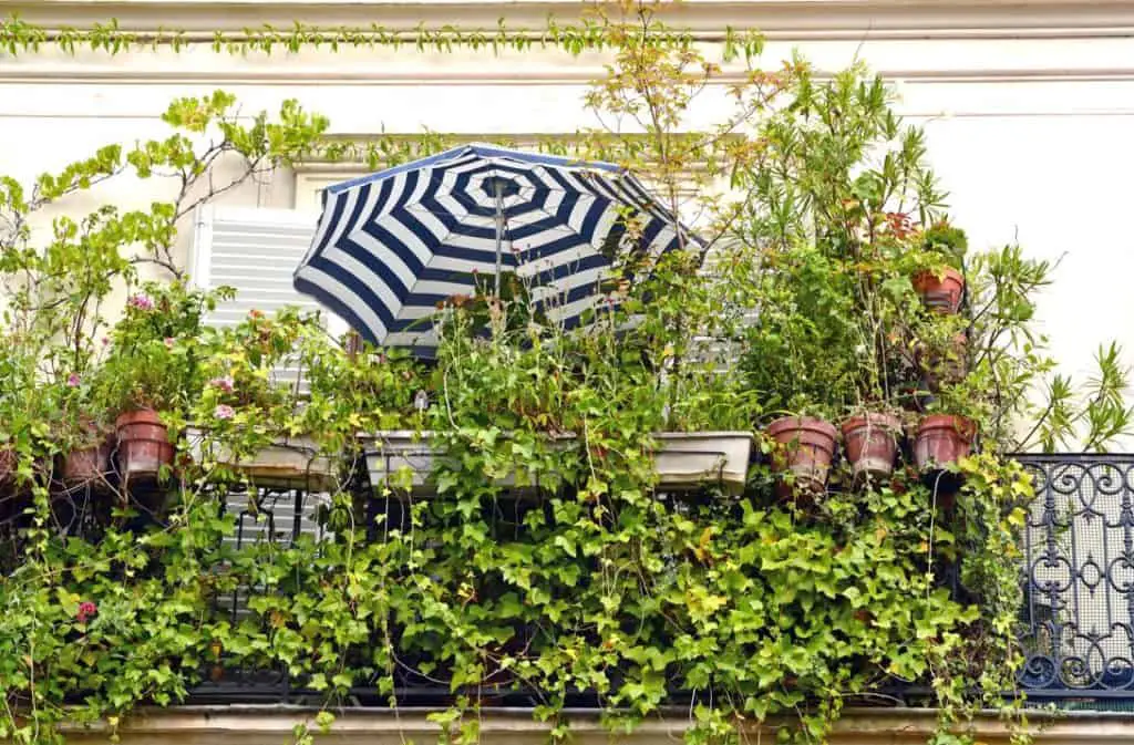  Privacy Plants For Your Apartment Balcony - Hanging Plants For Balcony Privacy